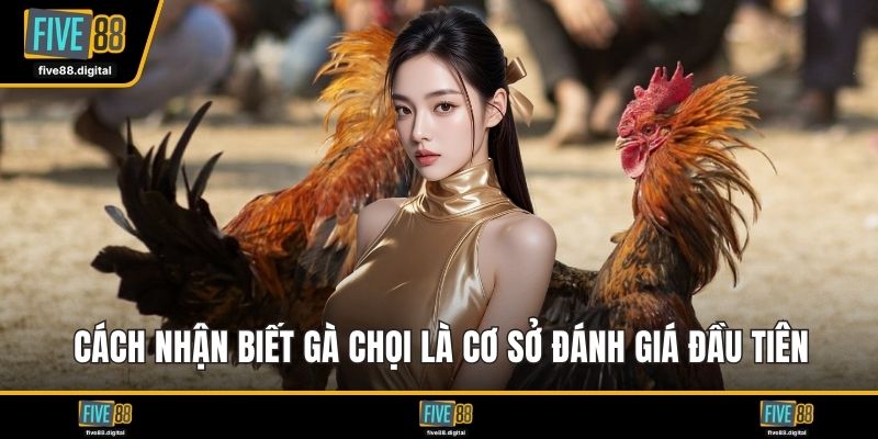Cách nhận biết gà chọi là cơ sở đánh giá đầu tiên