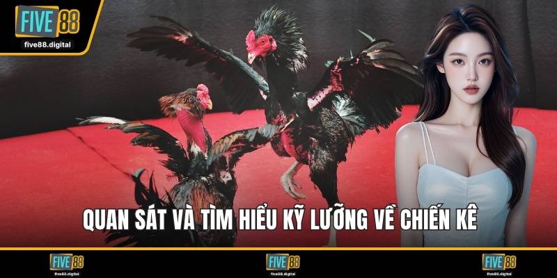 Quan sát và tìm hiểu kỹ lưỡng về chiến kê