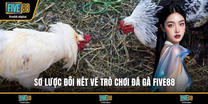 Sơ lược đôi nét về trò chơi đá gà FIVE88